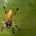 Spider with Lunch! by rickster549