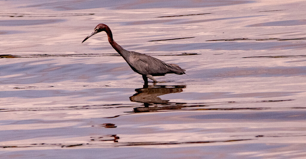 Little Blue Heron Looking for a Snack! by rickster549