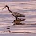 Little Blue Heron Looking for a Snack! by rickster549