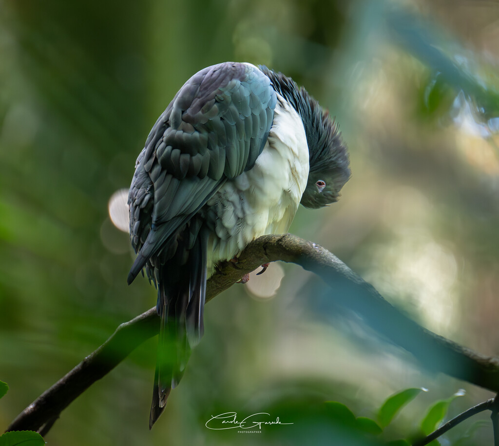 Kereru by yorkshirekiwi