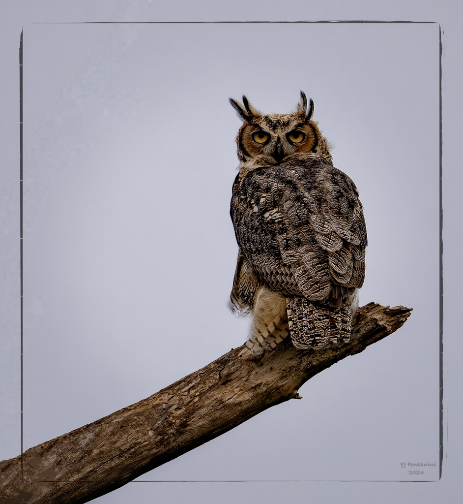 Great Horned Owl by bluemoon