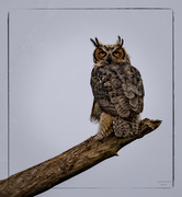 27th Jul 2024 - Great Horned Owl