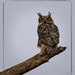 Great Horned Owl by bluemoon