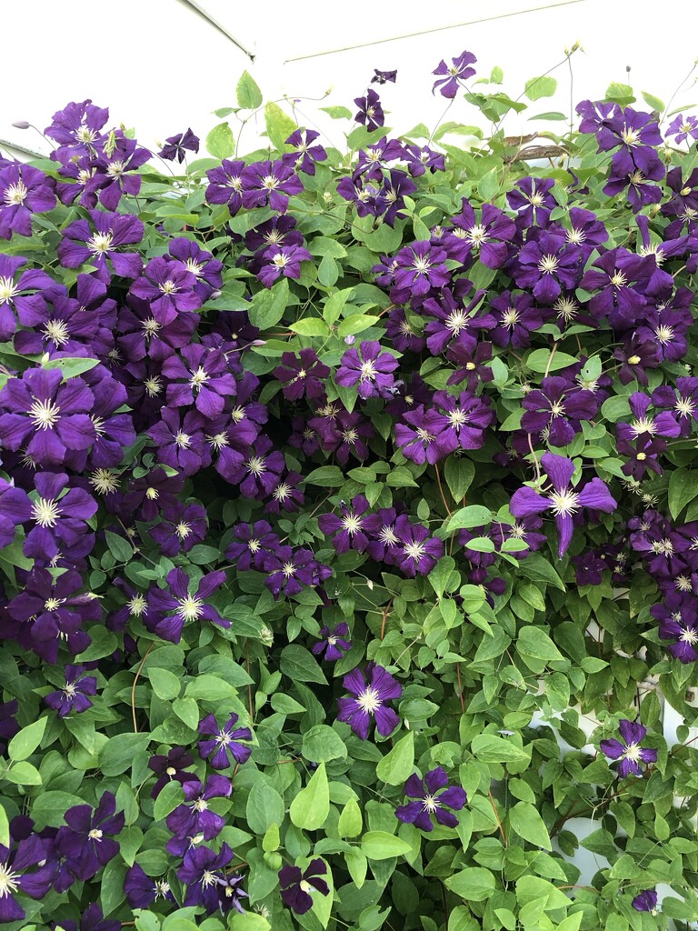 Purple Clematis  by dailypix