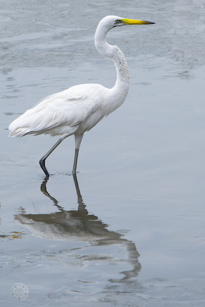 Naklua Egret by lumpiniman