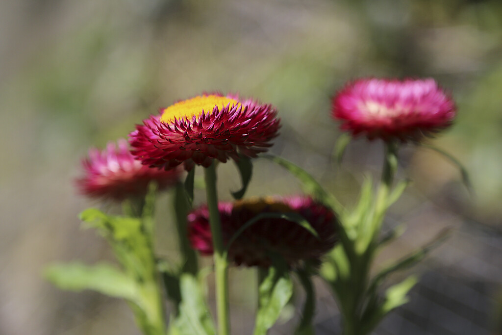 Paper daisies by jeneurell