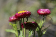 19th Jul 2024 - Paper daisies