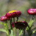 Paper daisies by jeneurell