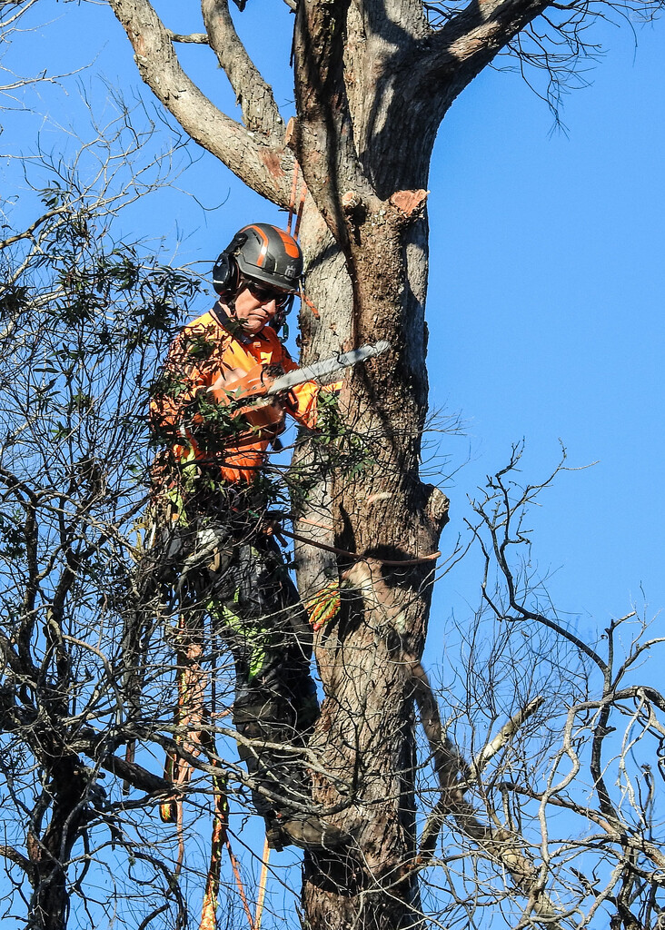 The arborist by jeneurell