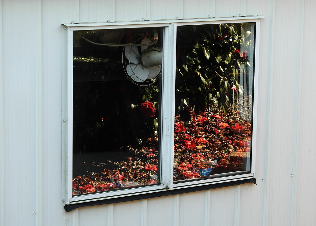 Reflections: the garage window.  by jeneurell