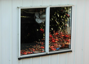 27th Jul 2024 - Reflections: the garage window. 