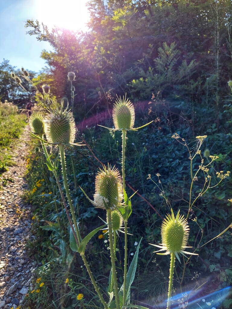 Pretty nice weed by monikozi