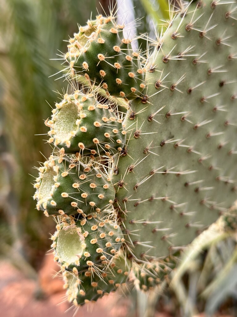 Opuntia Leucotricha by kjarn