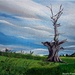 Dead tree (painting) by stuart46