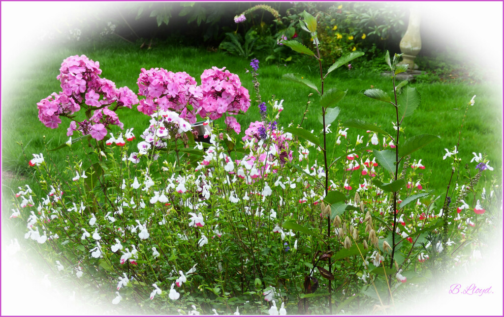 Phlox and Salvia . by beryl