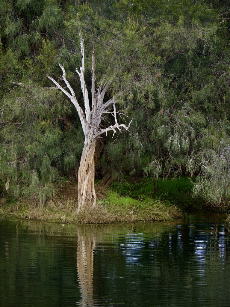 River Reflections P7262787 by merrelyn