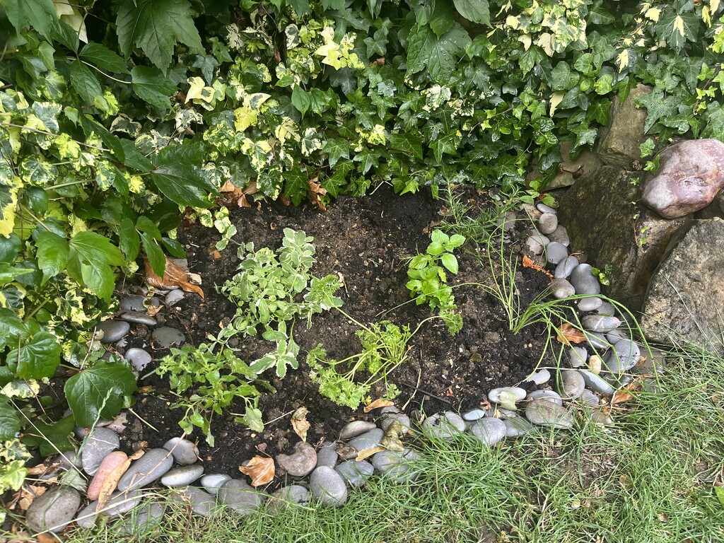 Beginnings of Herb Garden by elainepenney