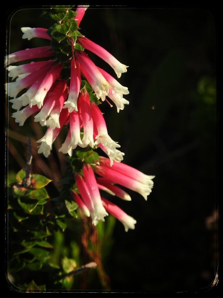 Bush Fuschia by elf