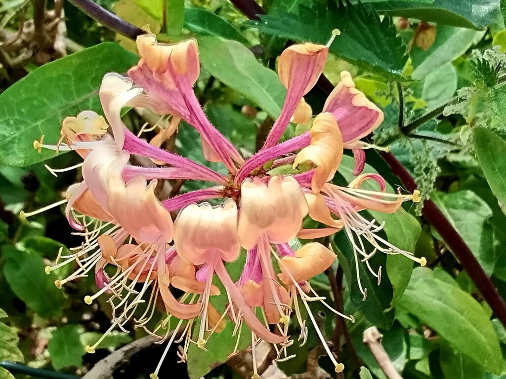 Beautiful Honeysuckle in the sunshine.  Eachill Gardens.  by grace55