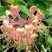 Beautiful Honeysuckle in the sunshine.  Eachill Gardens.  by grace55