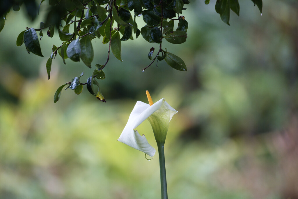 White Lily by dkbarnett