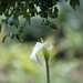 White Lily by dkbarnett