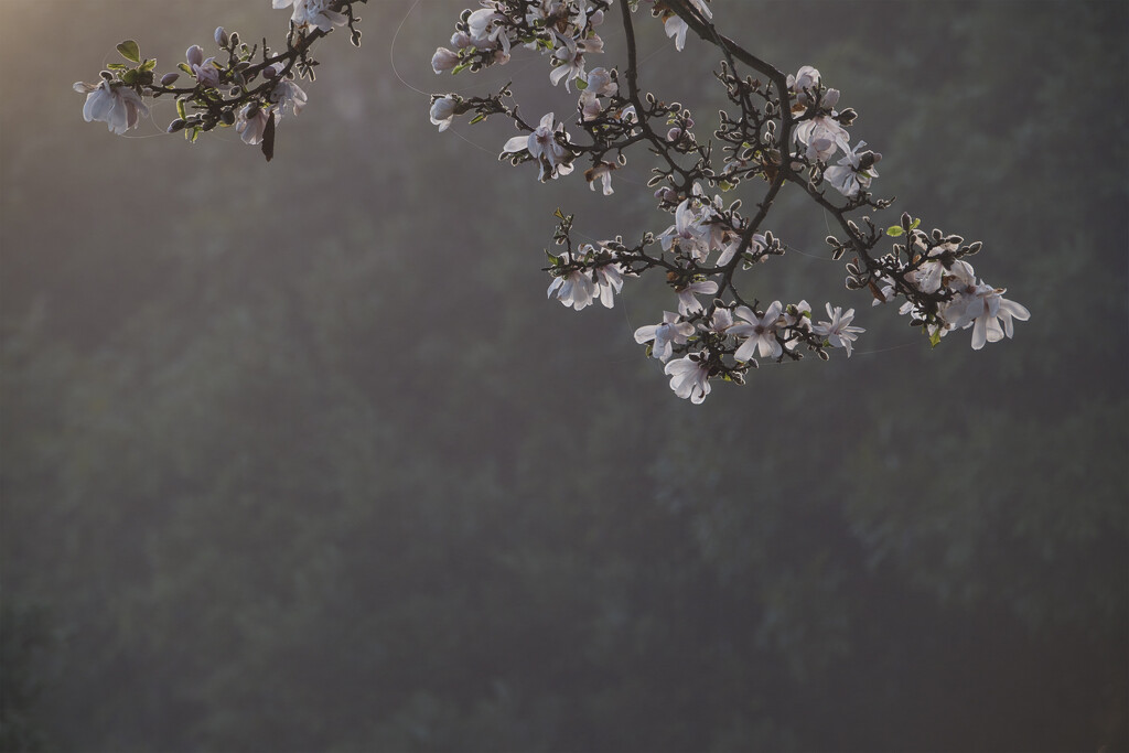 Magnolia blossoms by dkbarnett