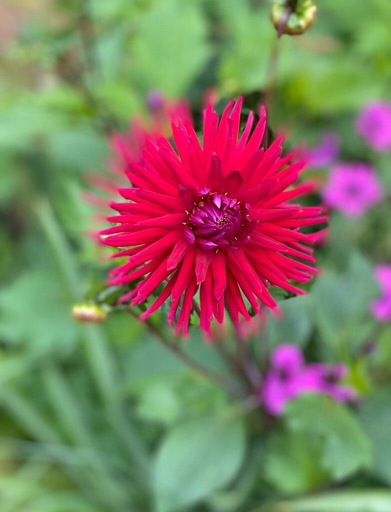 Chrysanthemum flower  by alison59