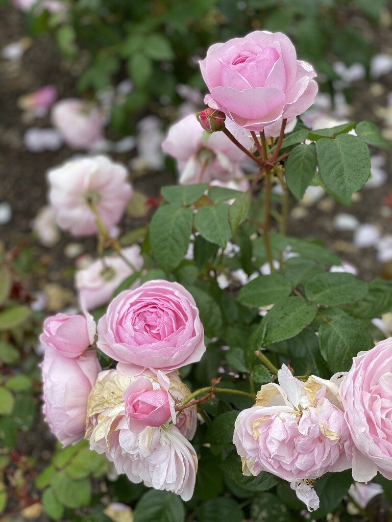 Roses at Mount Stewart  by alison59