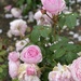 Roses at Mount Stewart  by alison59