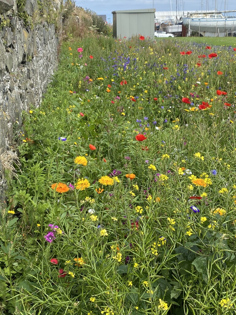 Flowerbed  by alipalk