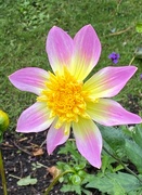 27th Jul 2024 - Dahlia 