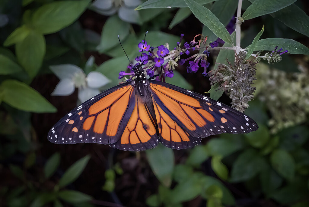 Monarch by k9photo