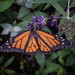 Monarch by k9photo