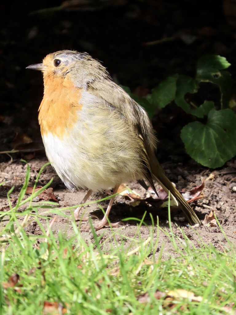 Friendly robin by orchid99