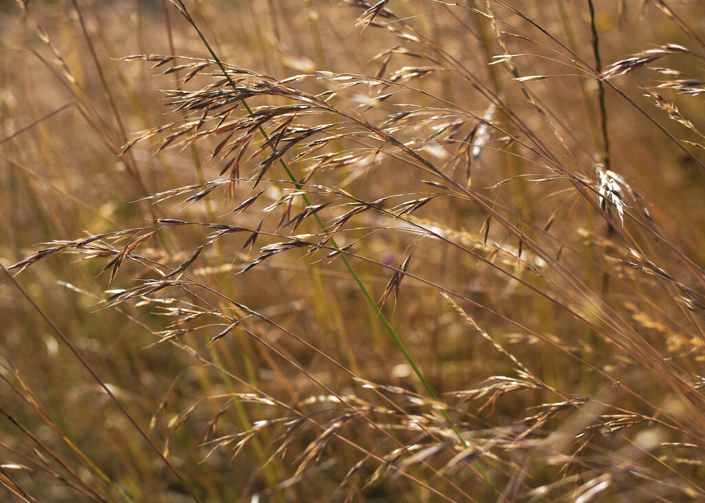 Grassy sunshine by tiaj1402