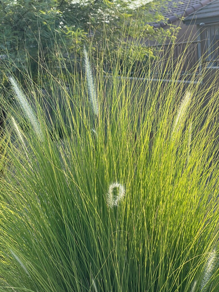 7 24 Bent over seedhead by sandlily