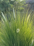 24th Jul 2024 - 7 24 Bent over seedhead