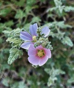 24th Jul 2024 - 7 24 Globemallow