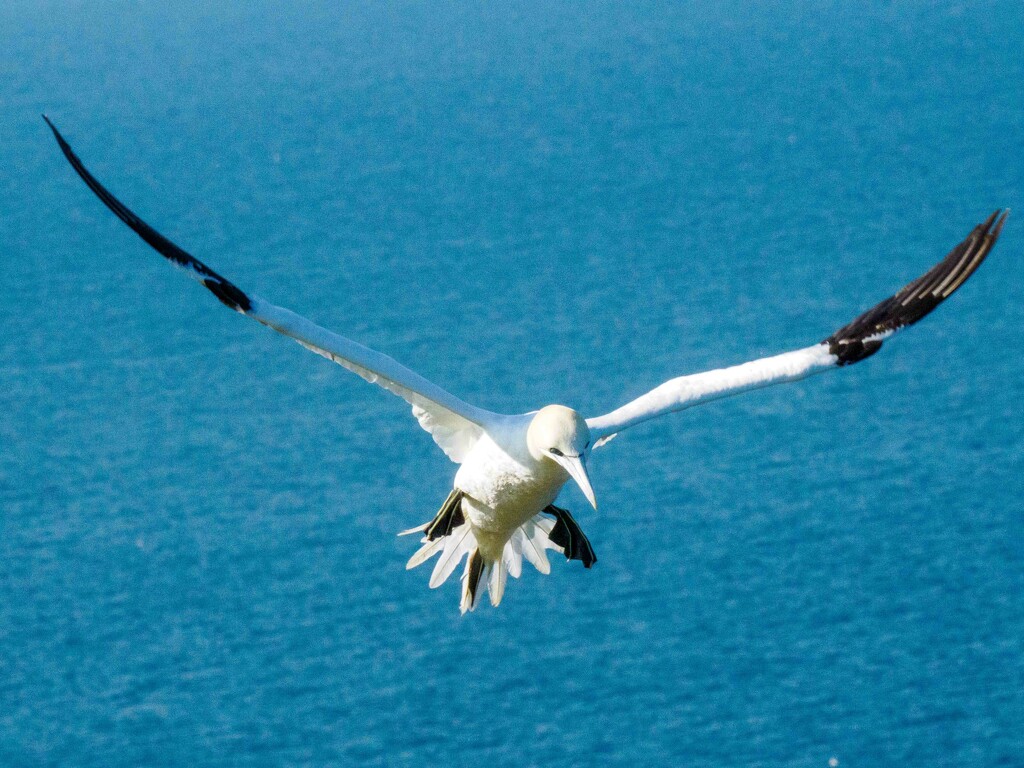 Gannets  by padlock