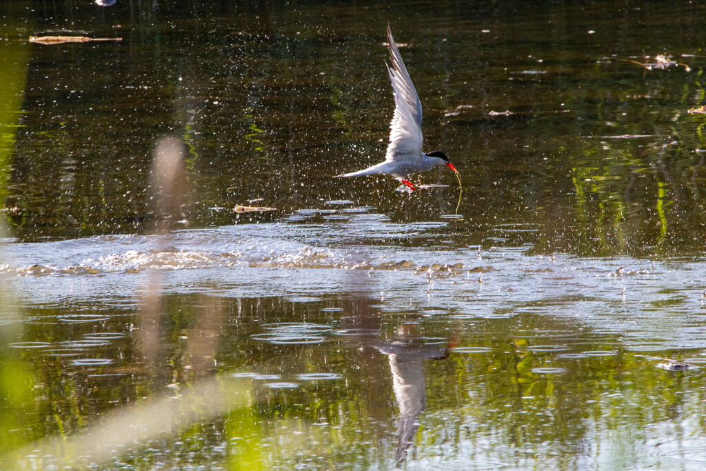 Tern by phil_sandford