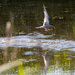 Tern by phil_sandford