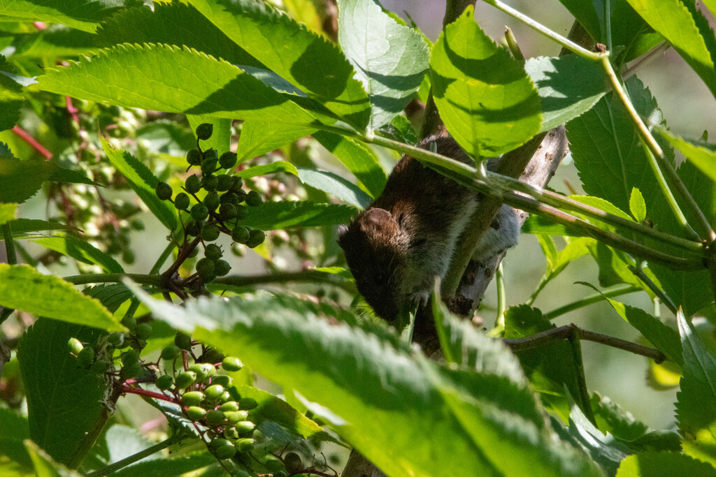 Bank Vole by phil_sandford