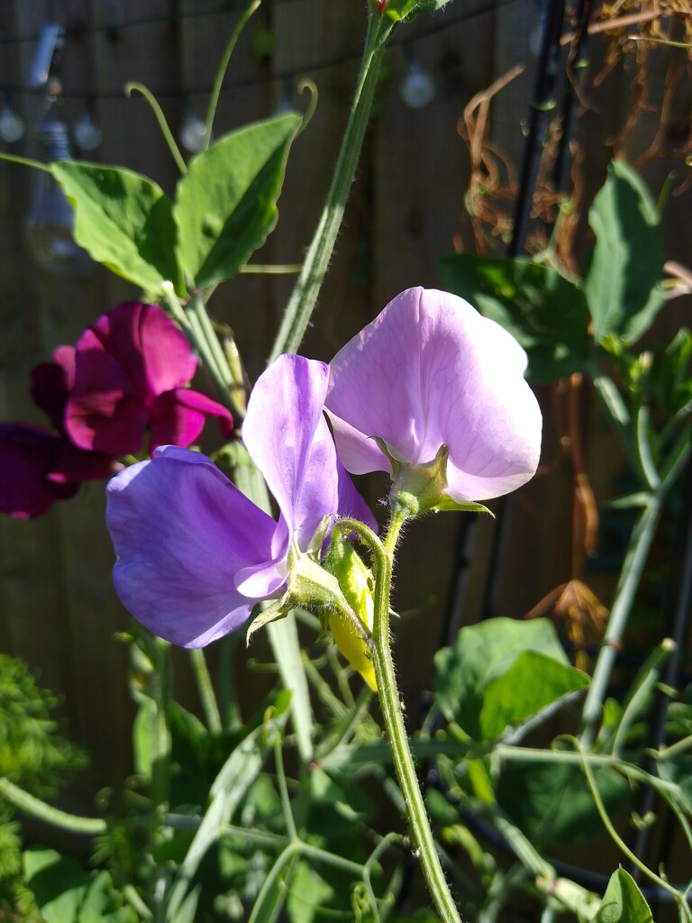 Sweetpeas by 30pics4jackiesdiamond