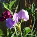 Sweetpeas by 30pics4jackiesdiamond