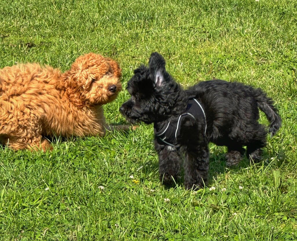 Puppy Training Playtime  by wendystout