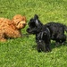 Puppy Training Playtime  by wendystout