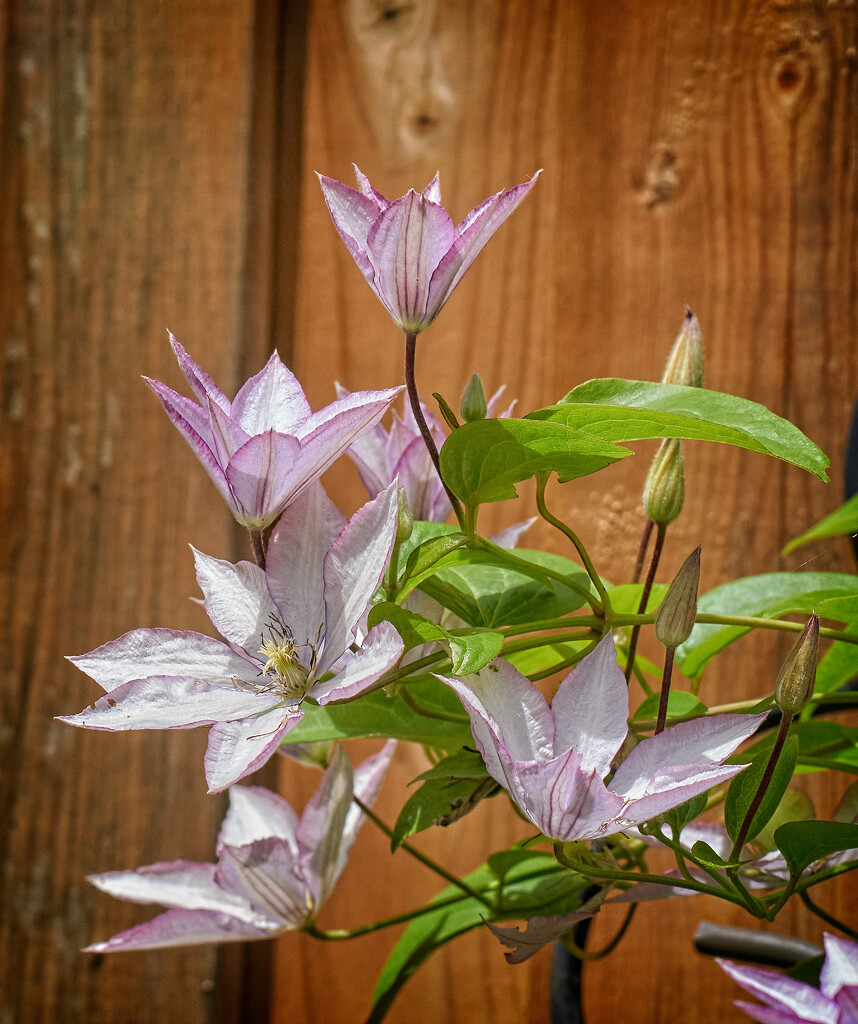 Clematis Chalice by gardencat