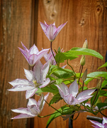 27th Jul 2024 - Clematis Chalice