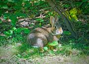 26th Jul 2024 - Hiding